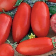tomata-zyska